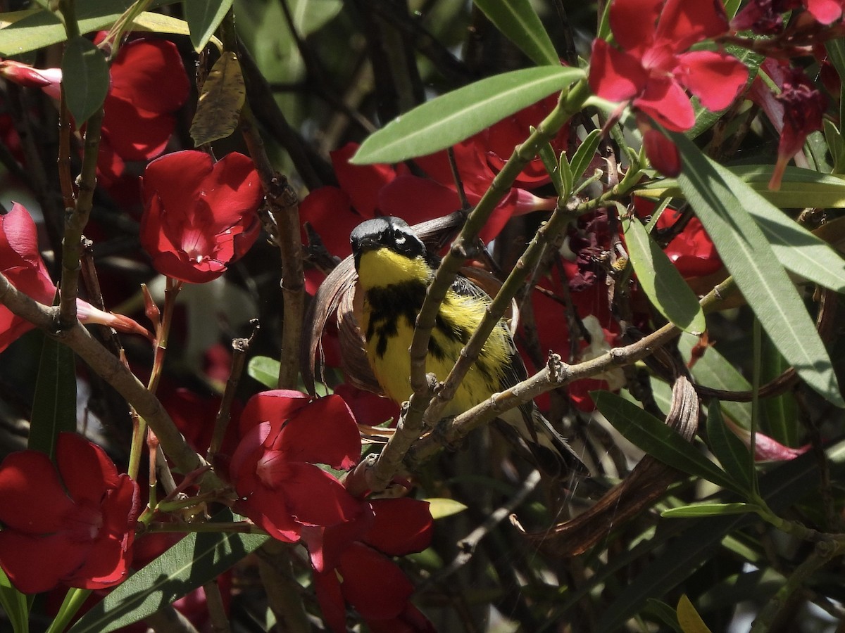 Magnolia Warbler - ML620615528