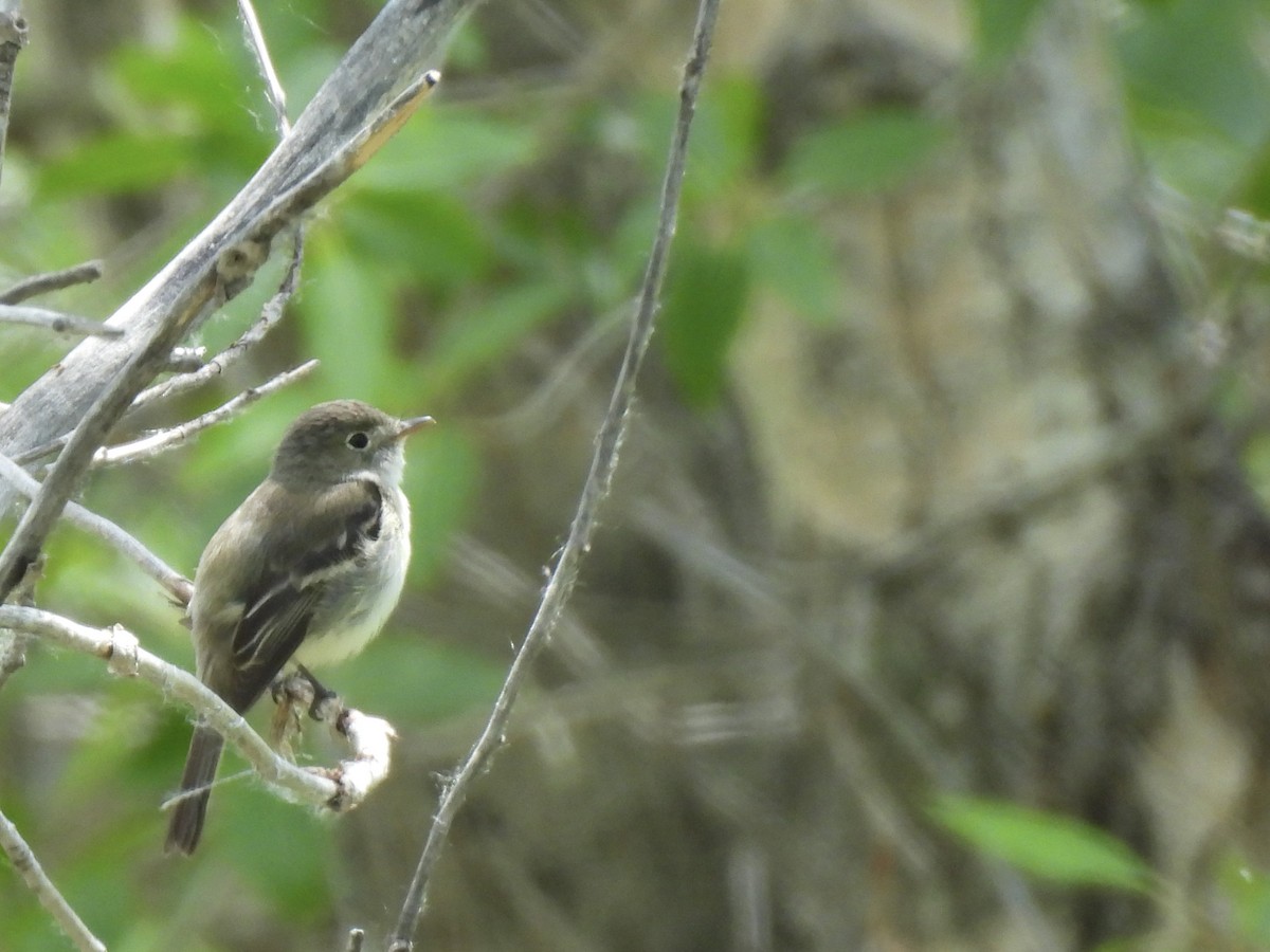 Least Flycatcher - ML620615538