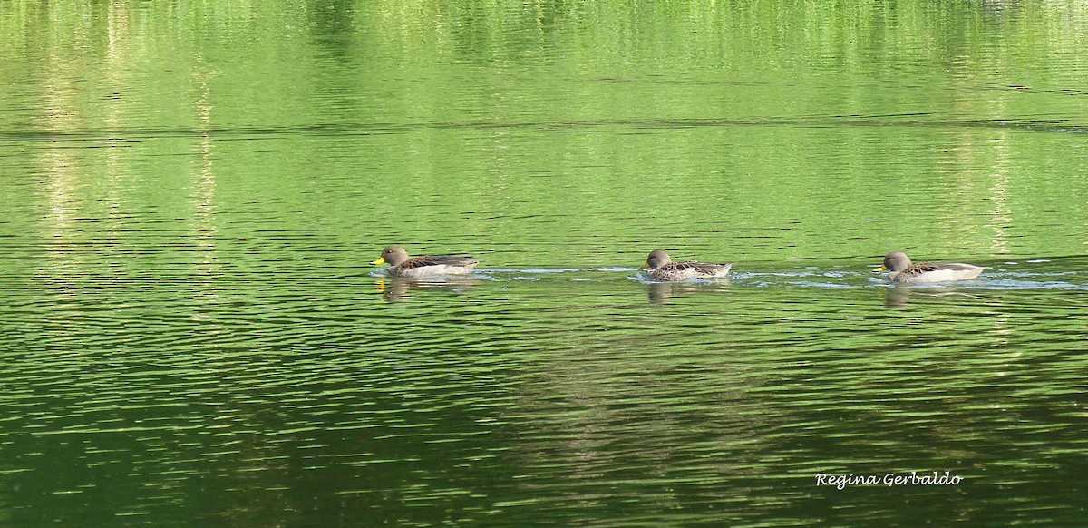 Yellow-billed Teal - ML620615539