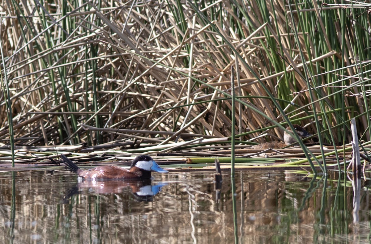 Ruddy Duck - ML620615543