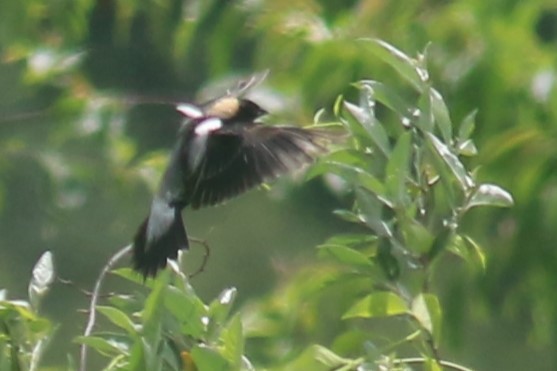 Bobolink - Jennifer Allison