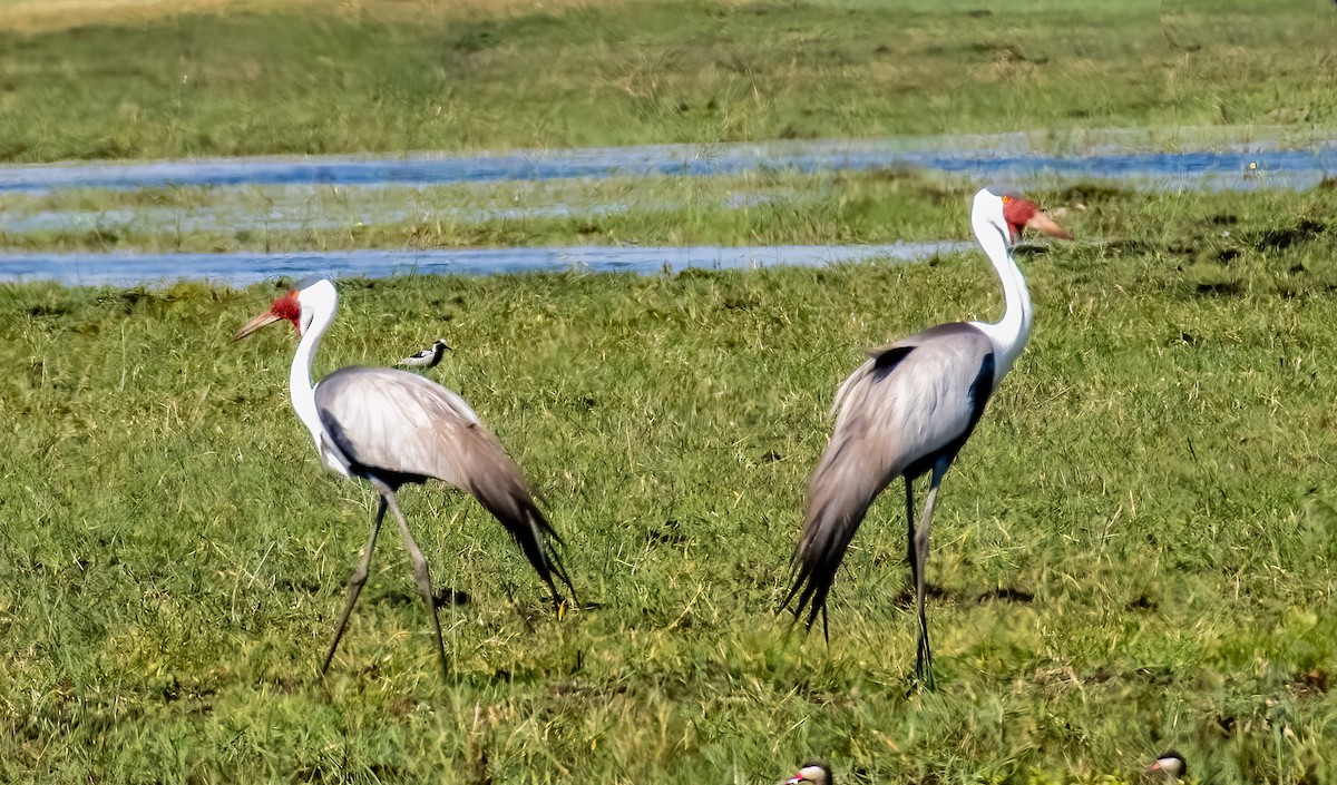 Wattled Crane - ML620615553