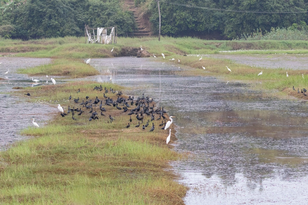 tanımsız Egretta/Bubulcus/Ardea sp. - ML620615558