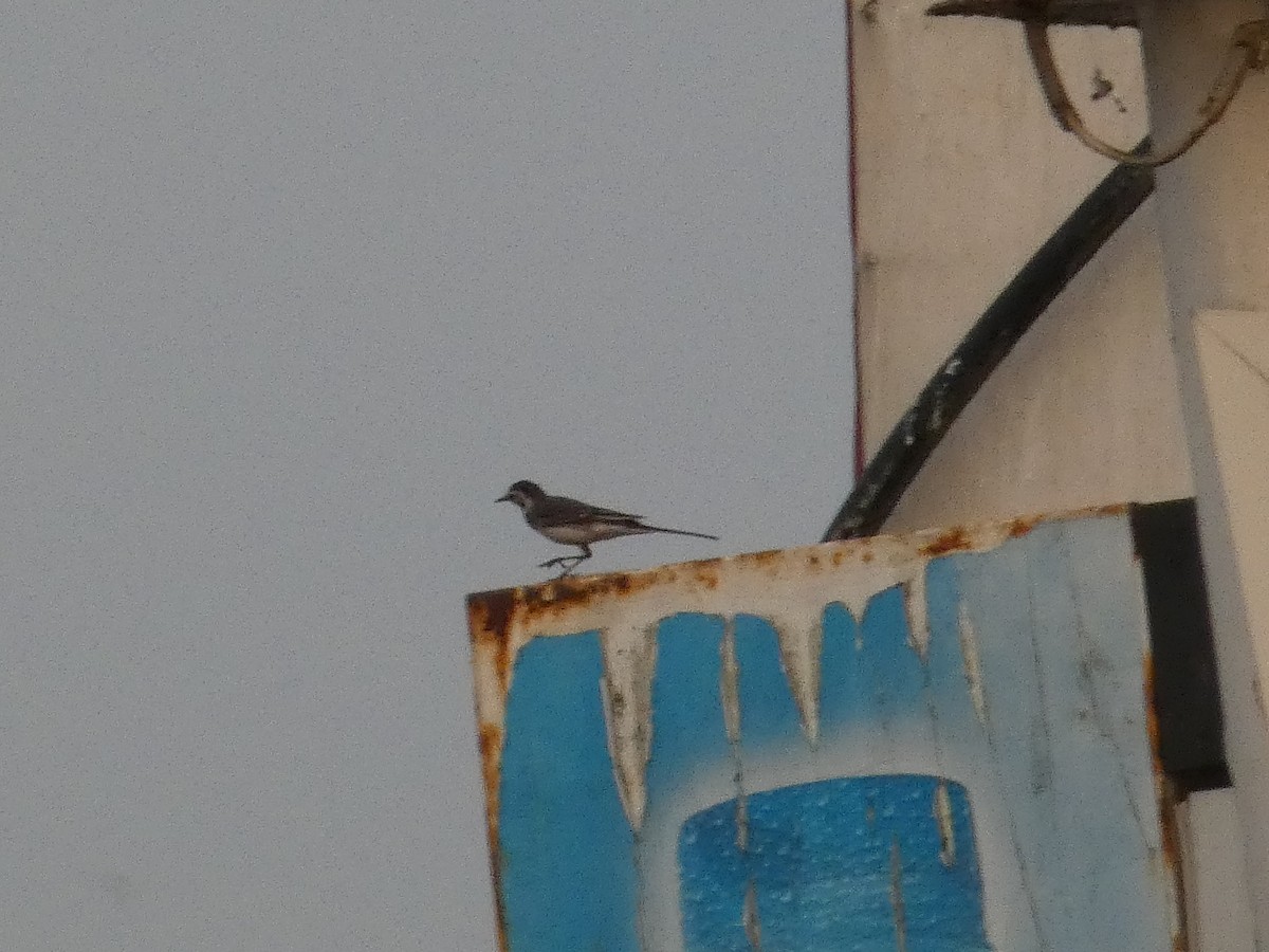 White Wagtail - ML620615561