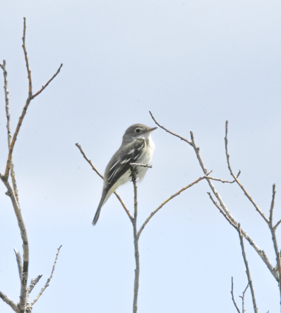 Alder Flycatcher - ML620615562