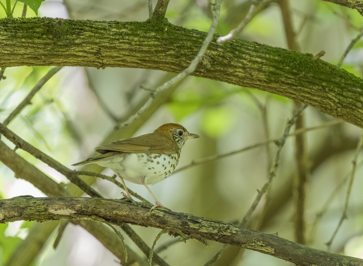 Wood Thrush - ML620615564