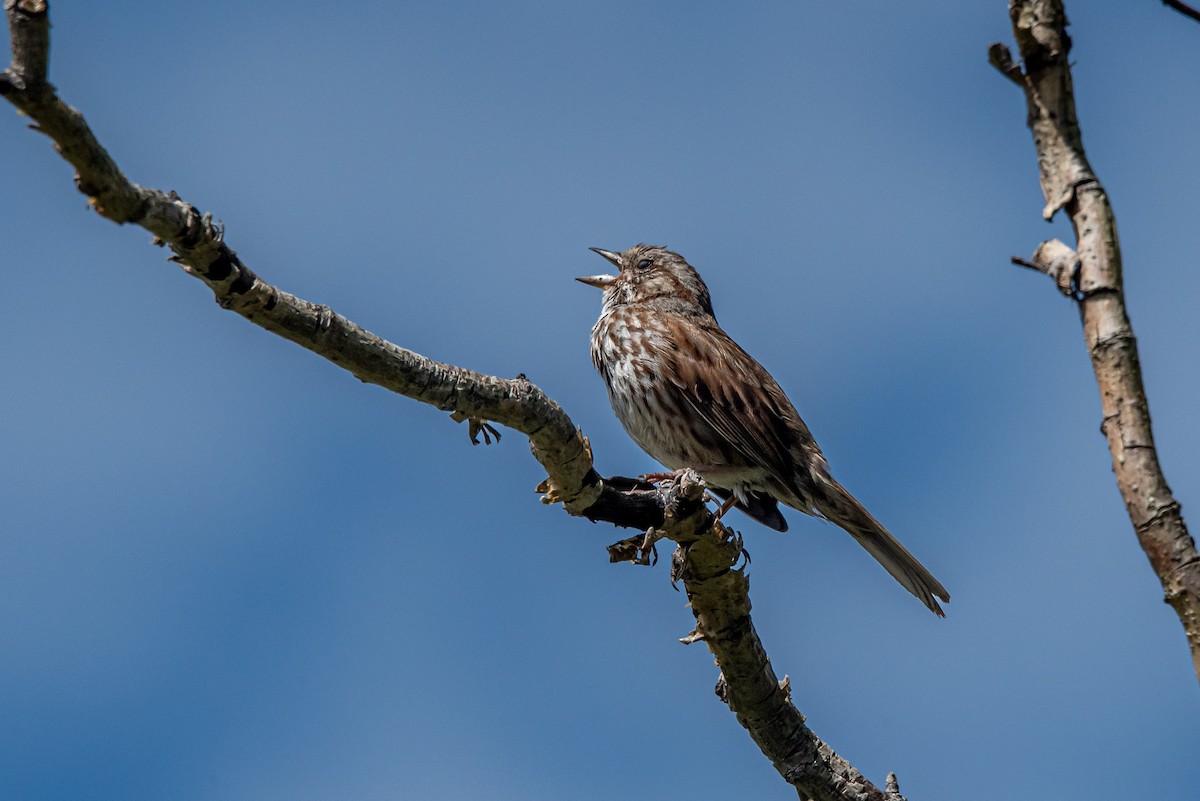 Song Sparrow - ML620615567