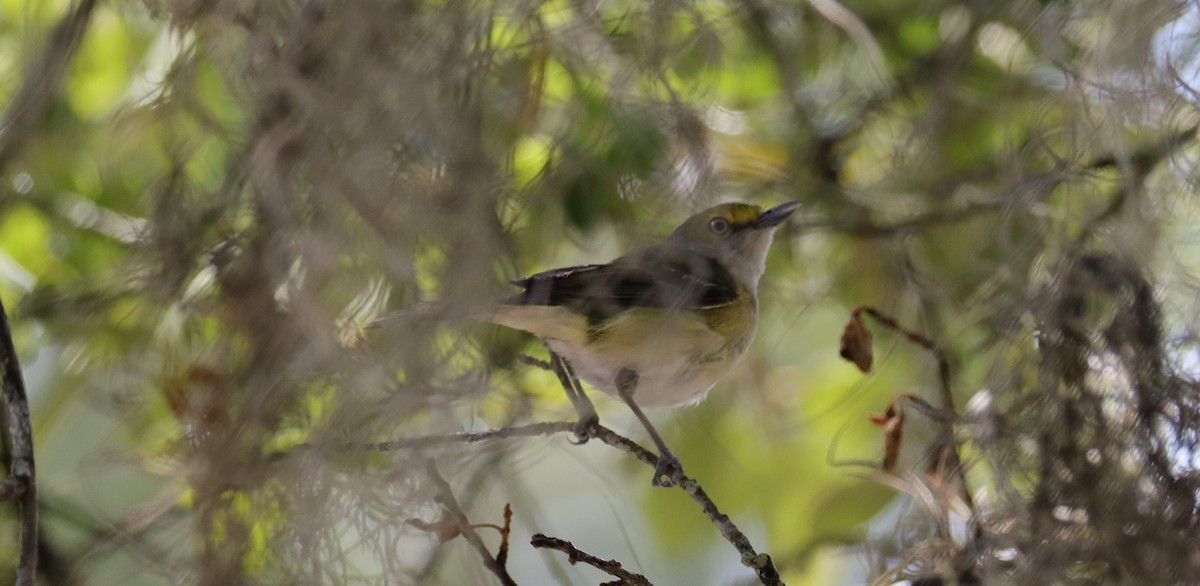 Ak Gözlü Vireo - ML620615569