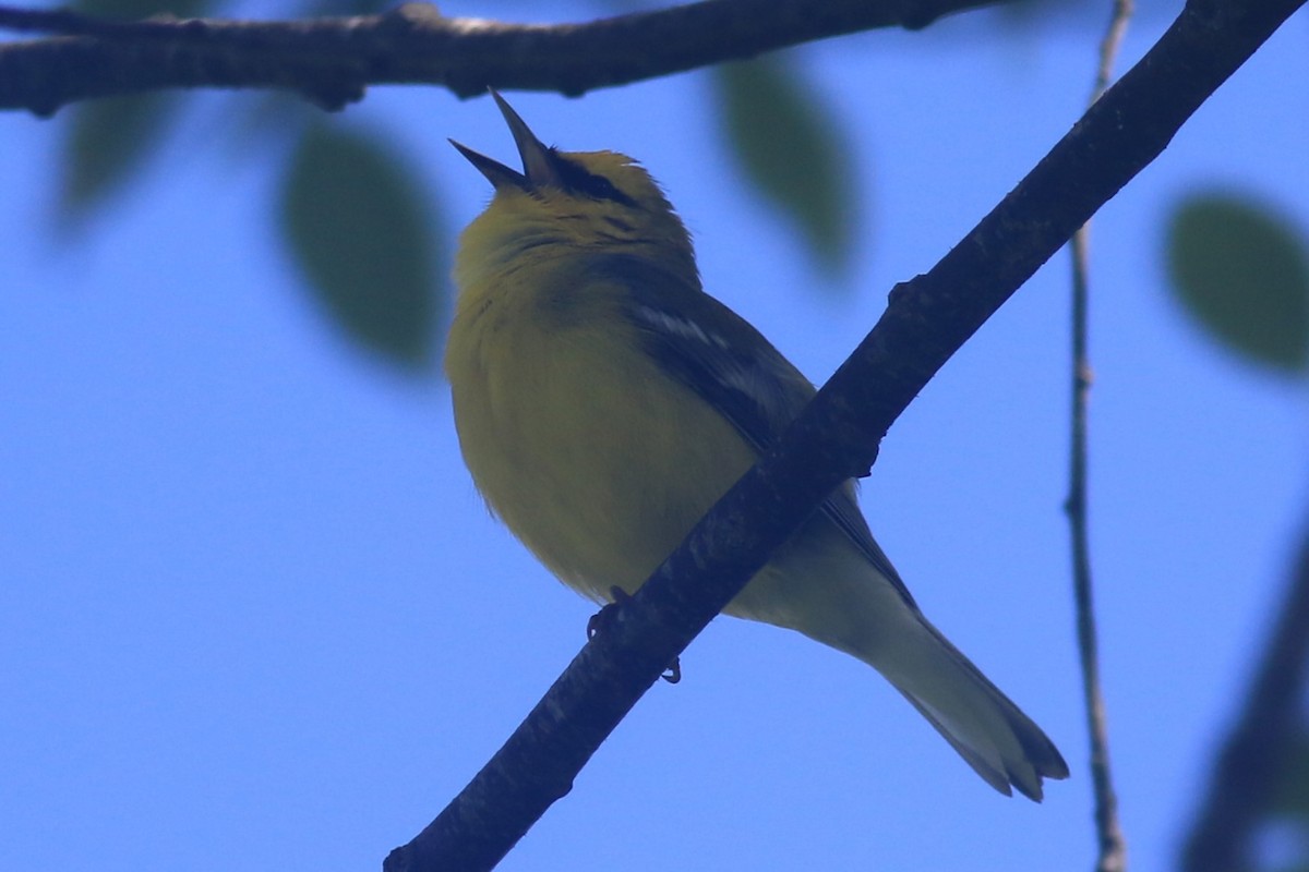 Blue-winged Warbler - ML620615571