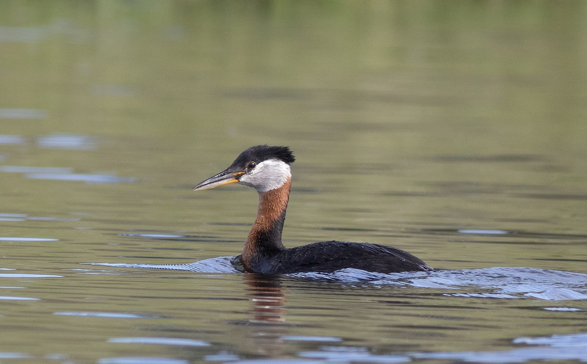 Red-necked Grebe - ML620615578