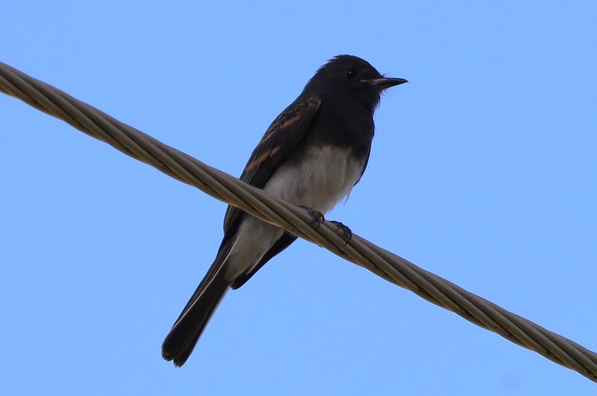 Black Phoebe - ML620615580