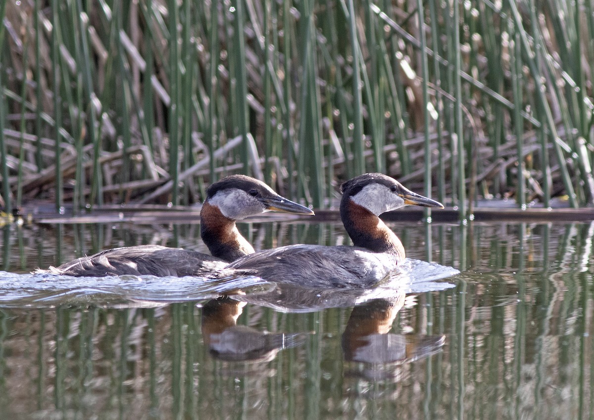 Red-necked Grebe - ML620615581