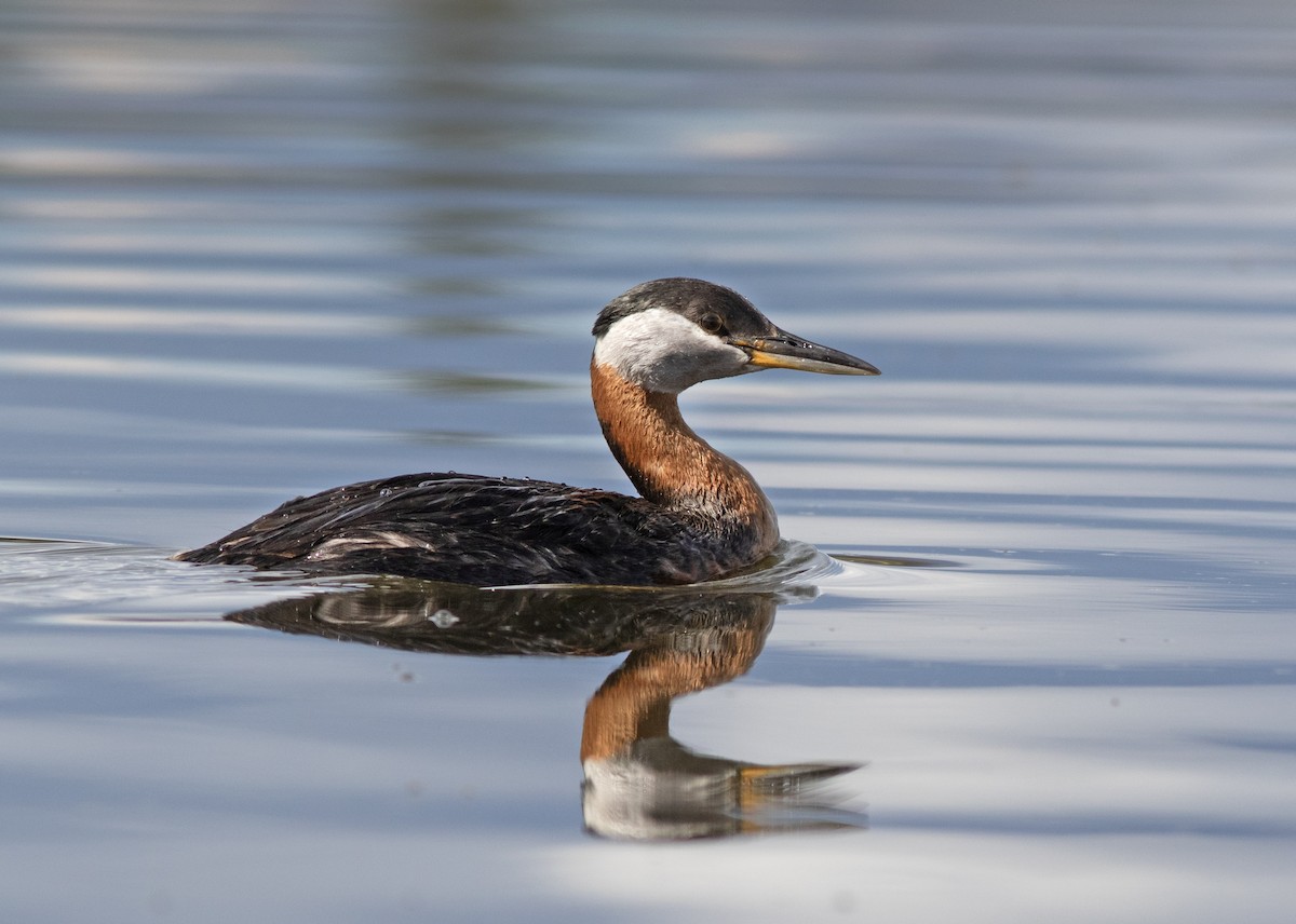 Red-necked Grebe - ML620615583