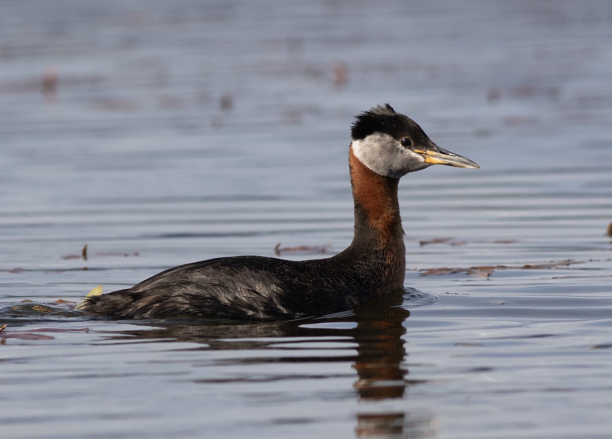 Red-necked Grebe - ML620615584