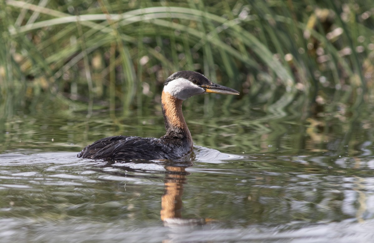 Red-necked Grebe - ML620615585