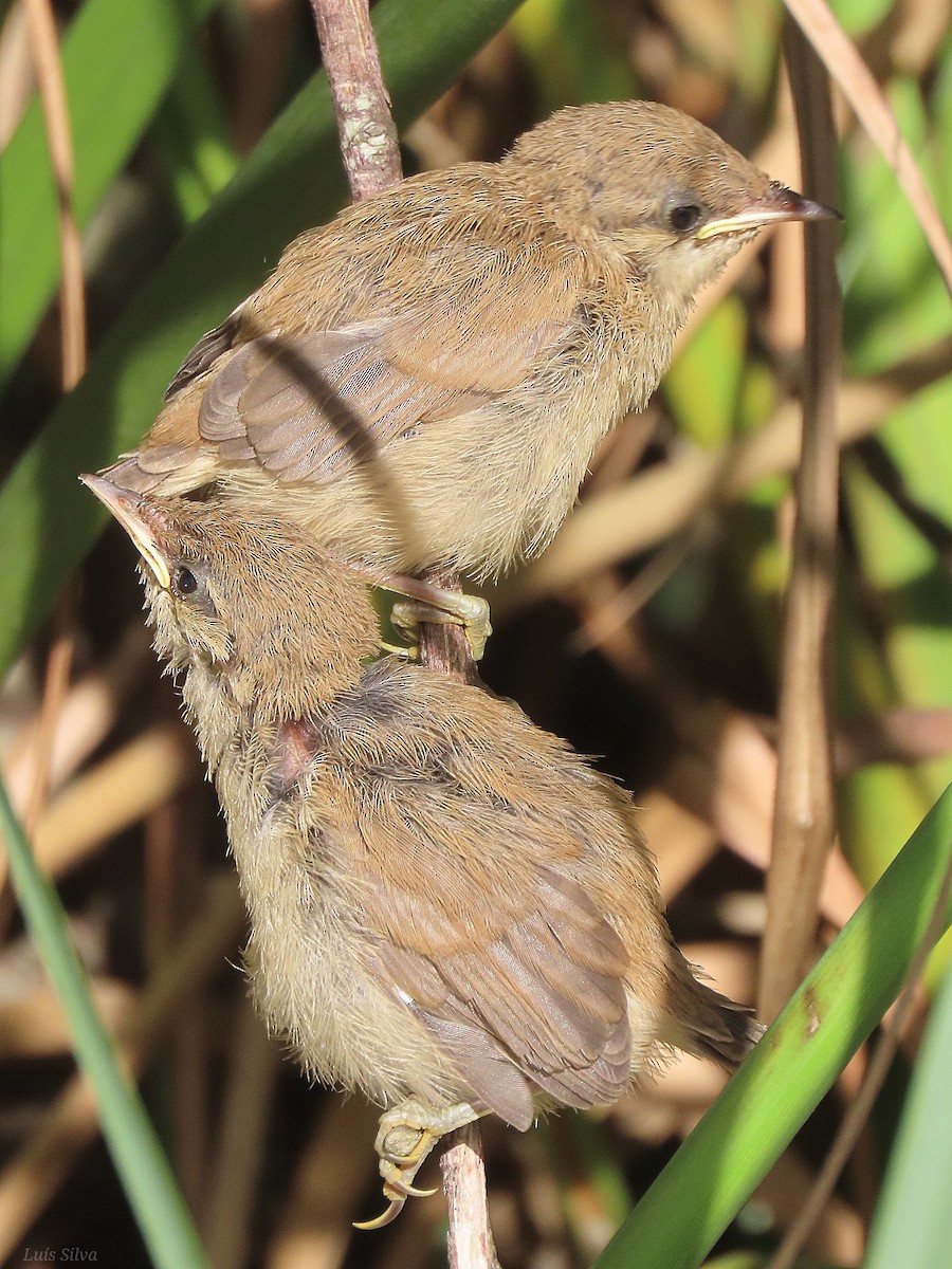 Common Reed Warbler - Luís Manuel Silva