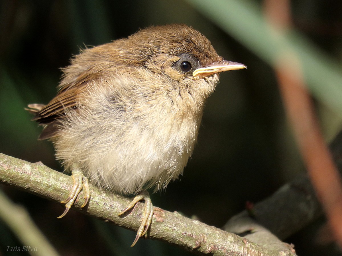 Common Reed Warbler - Luís Manuel Silva