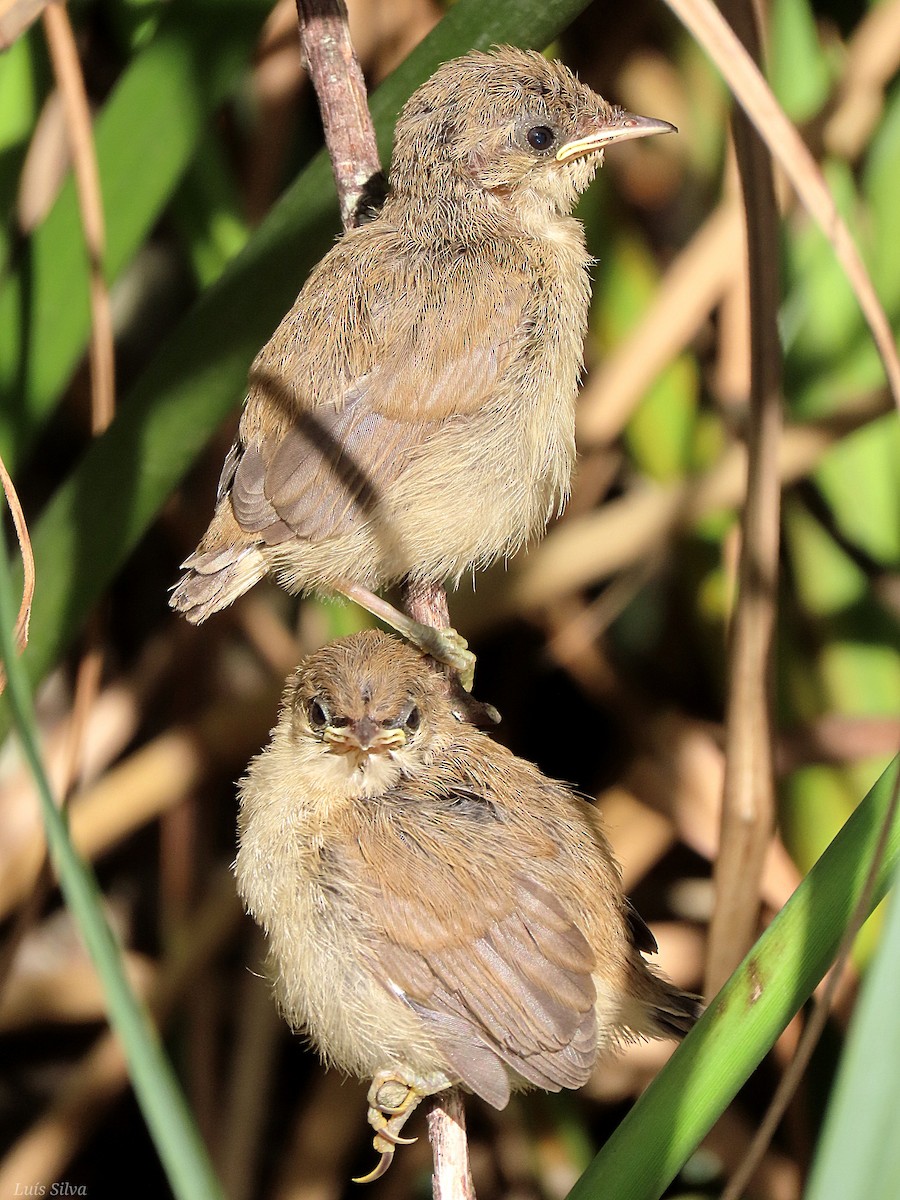 Common Reed Warbler - Luís Manuel Silva