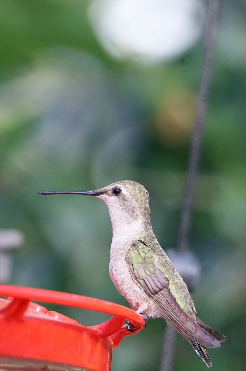 Colibri à gorge noire - ML620615591