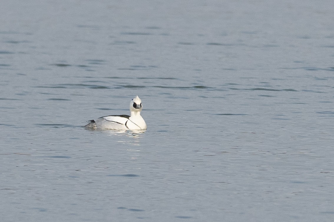 Smew - ML620615592