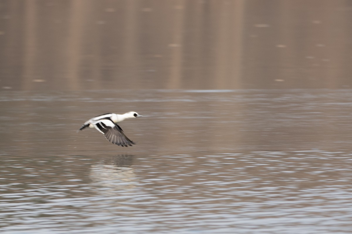 Smew - ML620615593