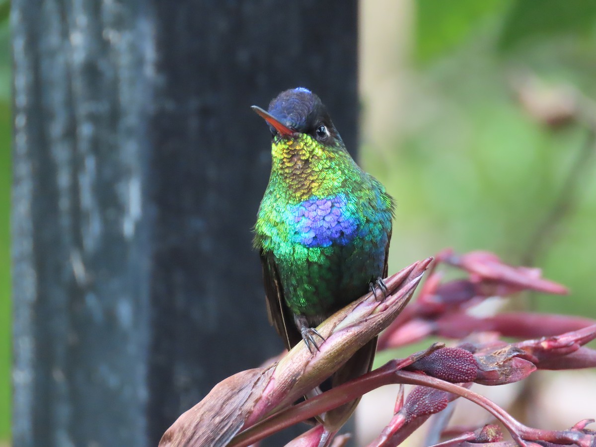 Fiery-throated Hummingbird - ML620615594