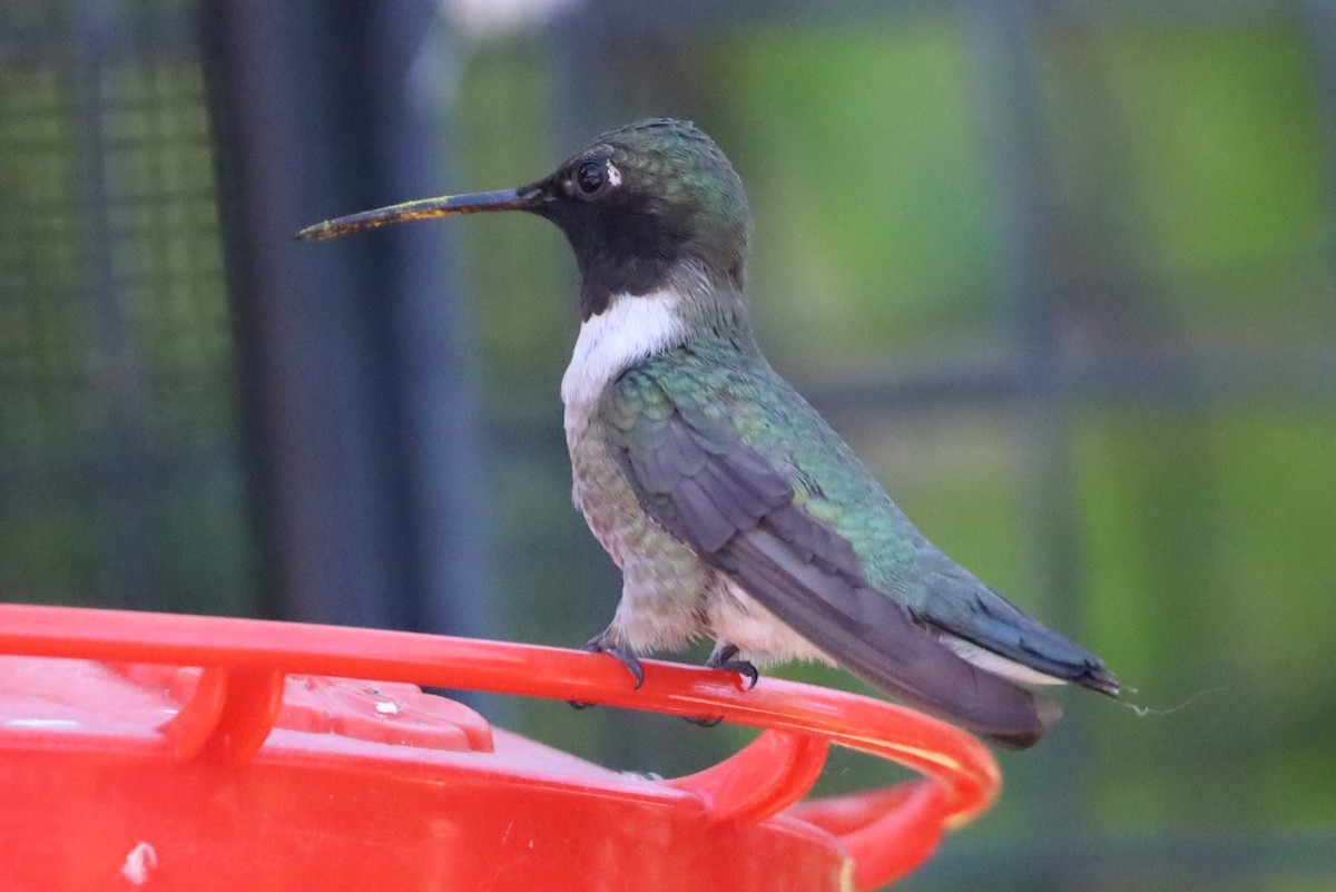 Black-chinned Hummingbird - ML620615595