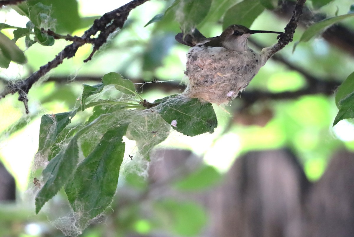 Black-chinned Hummingbird - ML620615597