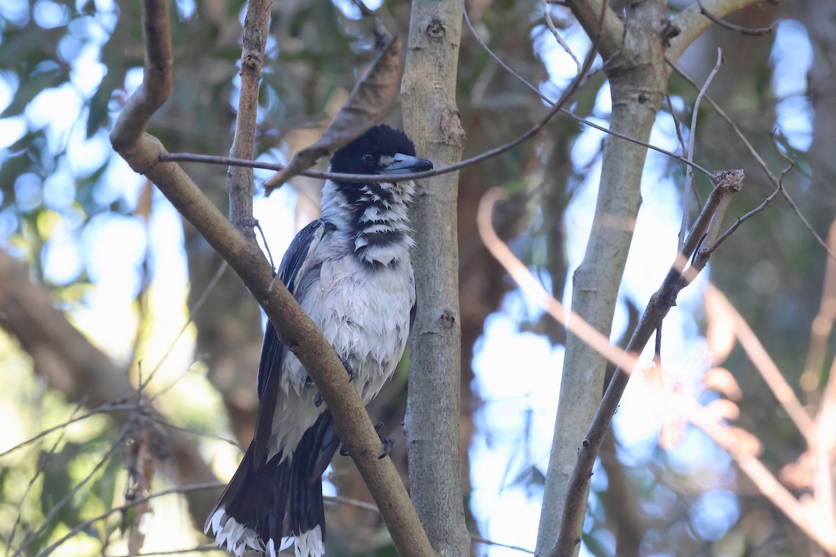 Gray Butcherbird - ML620615600