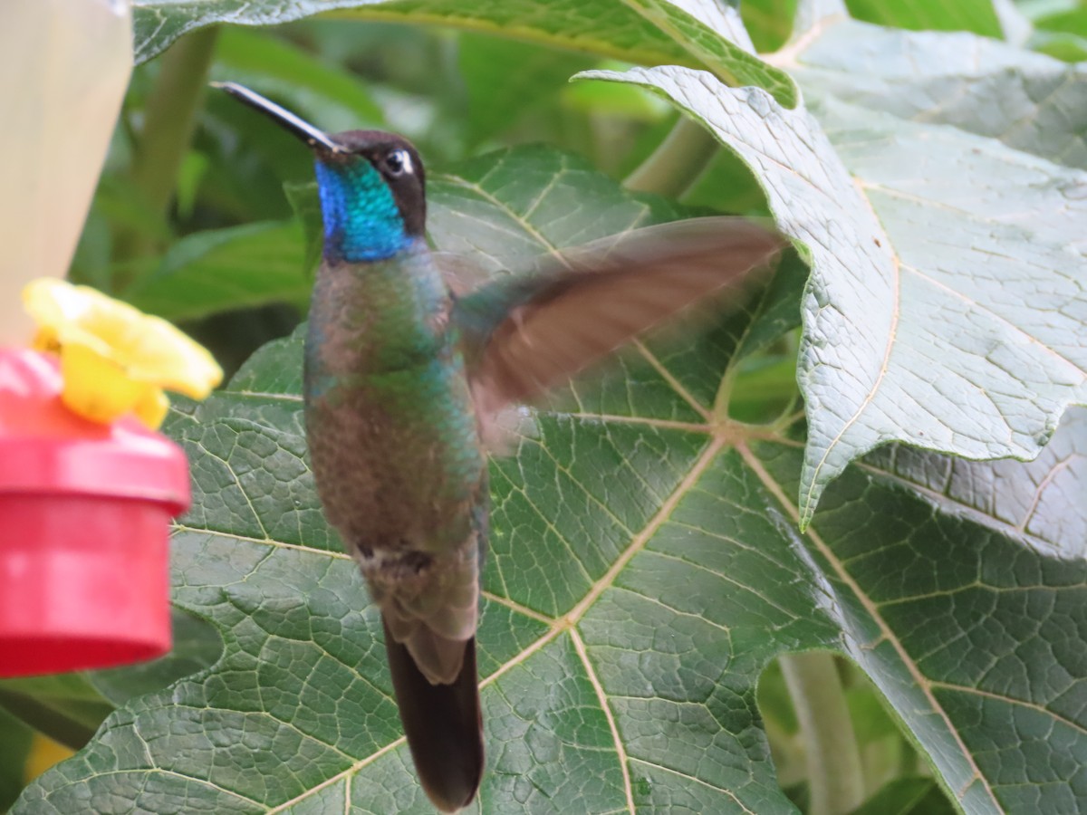 Colibri de la Talamanca - ML620615607