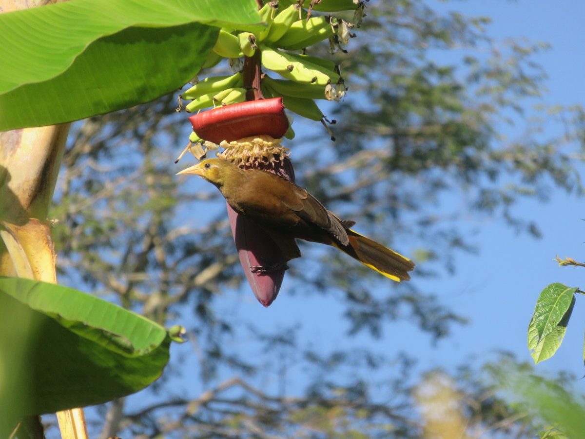 Russet-backed Oropendola - ML620615608