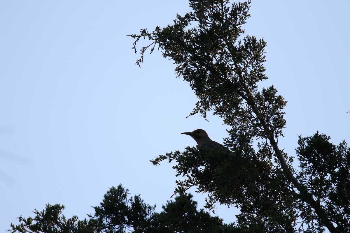 Northern Flicker - ML620615609