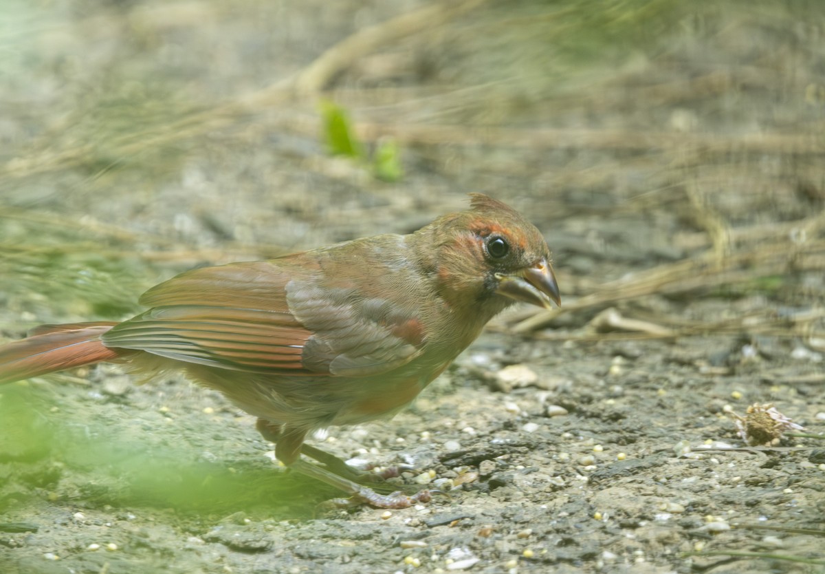 Northern Cardinal - ML620615610