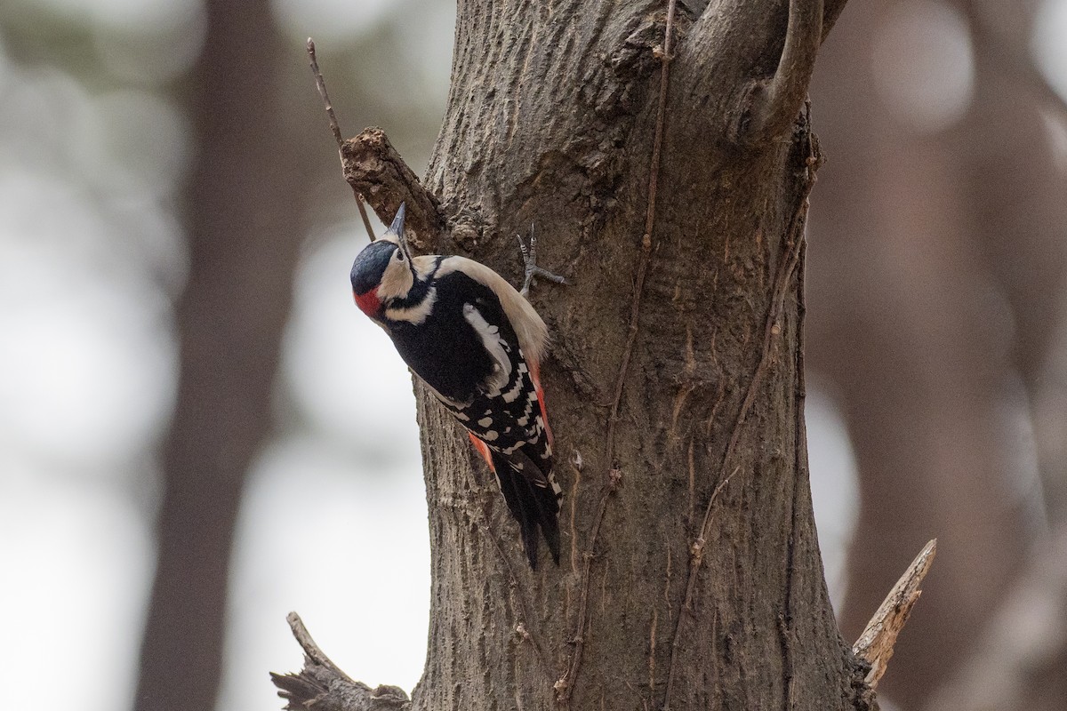 Great Spotted Woodpecker - ML620615612