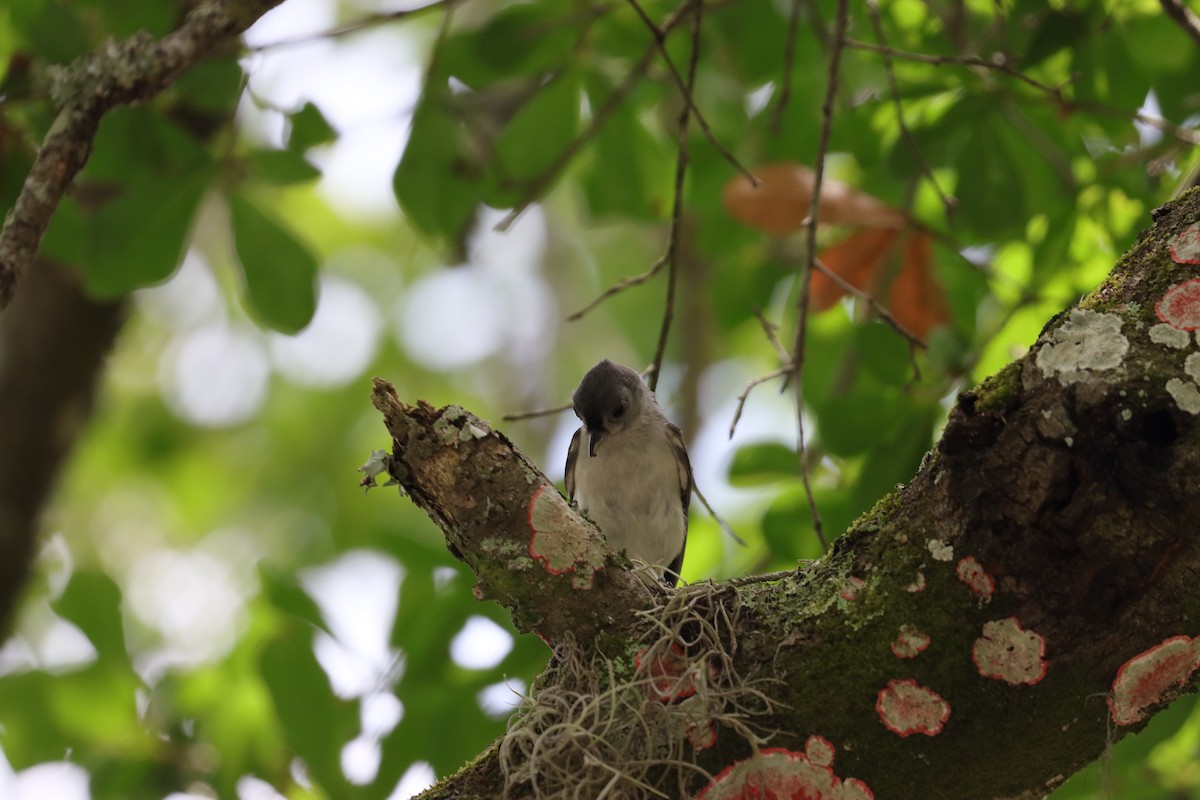 Tufted Titmouse - ML620615614