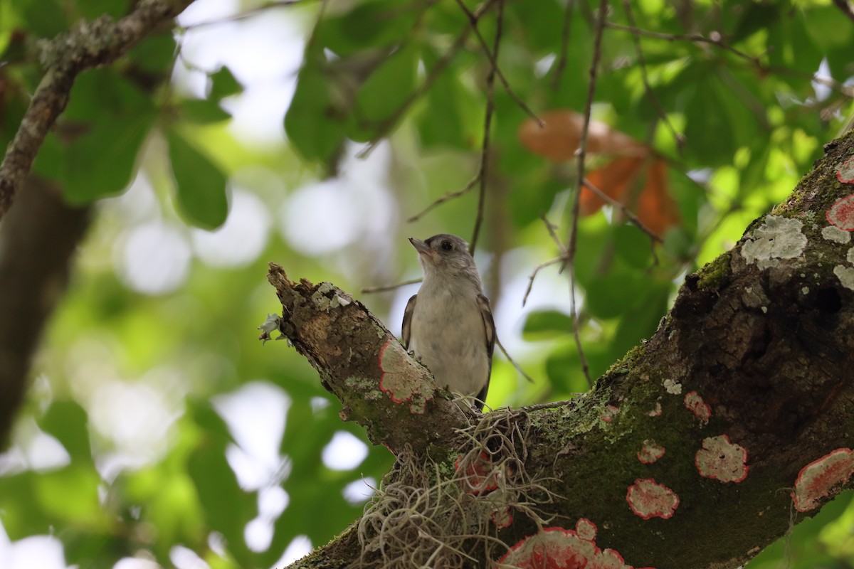 Tufted Titmouse - ML620615615