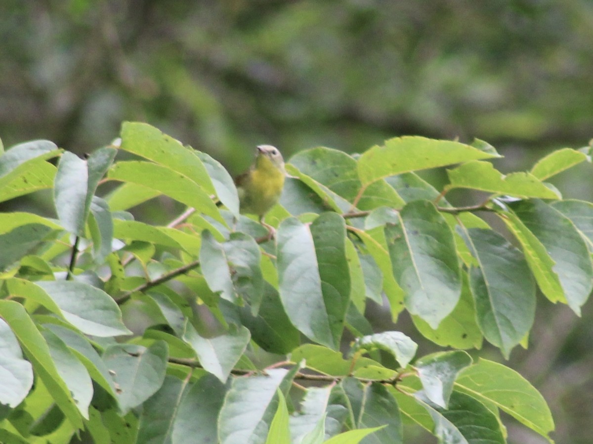 Common Yellowthroat - ML620615617