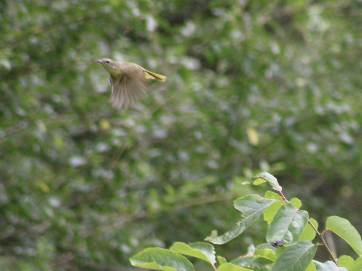 Common Yellowthroat - Mary Randolph-Frye