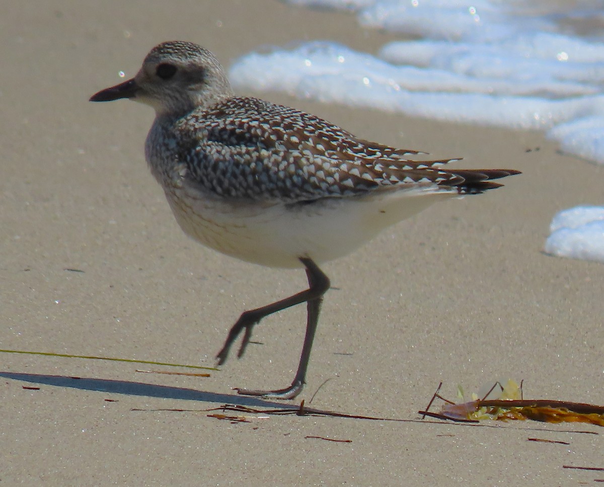 Black-bellied Plover - ML620615619