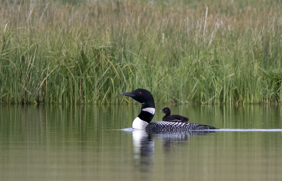 Plongeon huard - ML620615621