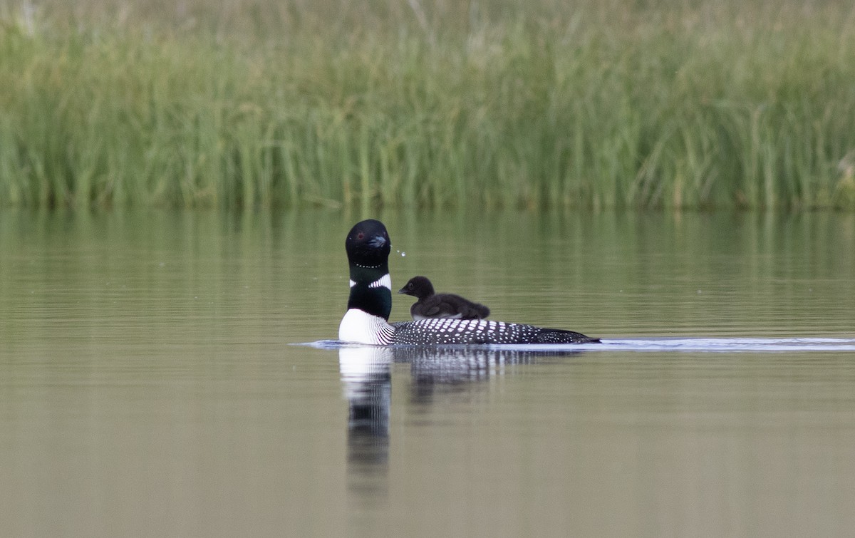 Plongeon huard - ML620615624