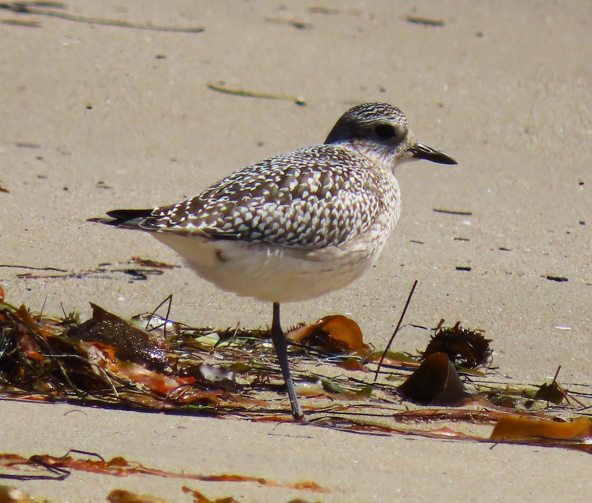 Black-bellied Plover - ML620615626