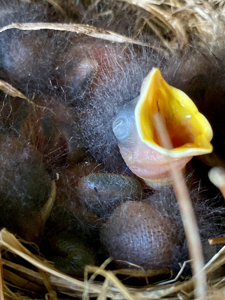 Eastern Bluebird - ML620615630