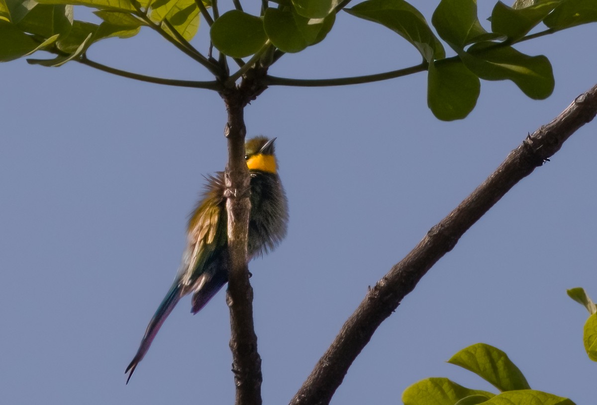 Swallow-tailed Bee-eater - Jim Merritt