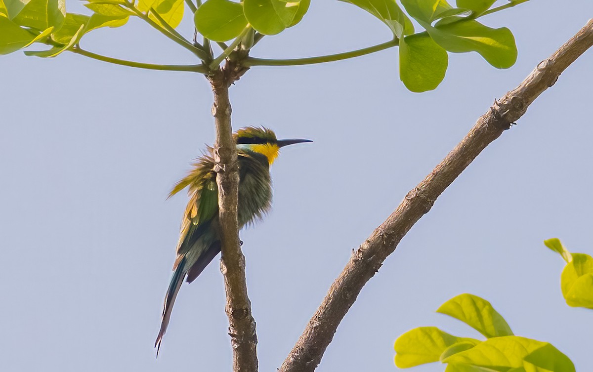 Swallow-tailed Bee-eater - ML620615634