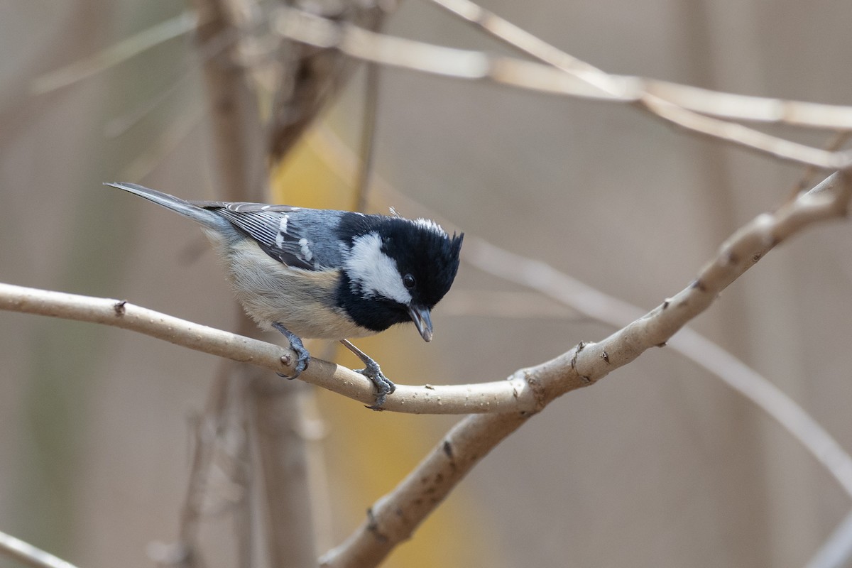 Coal Tit (Continental) - ML620615636