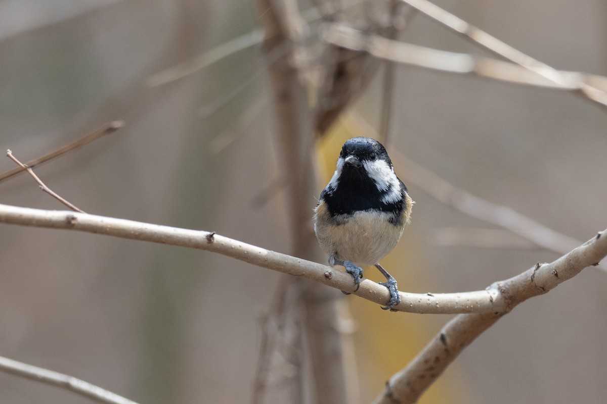 Coal Tit (Continental) - ML620615637