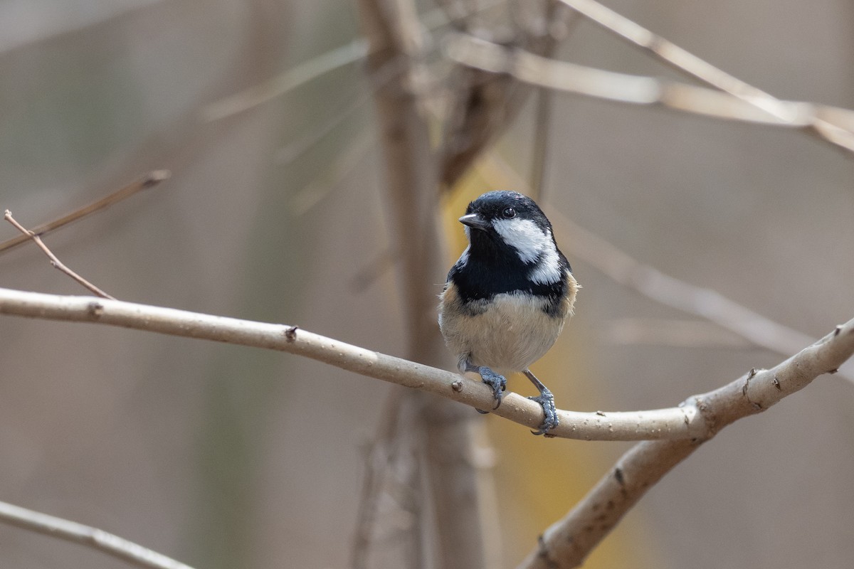 Coal Tit (Continental) - ML620615638