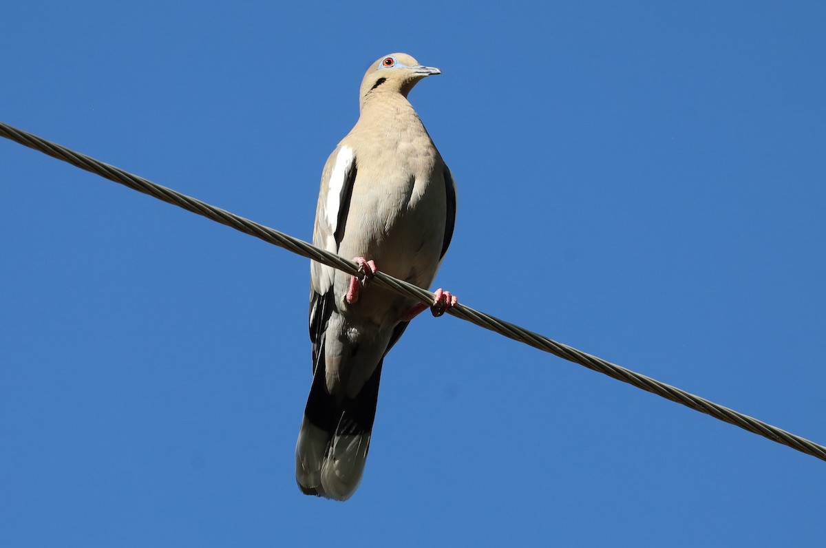 White-winged Dove - ML620615639