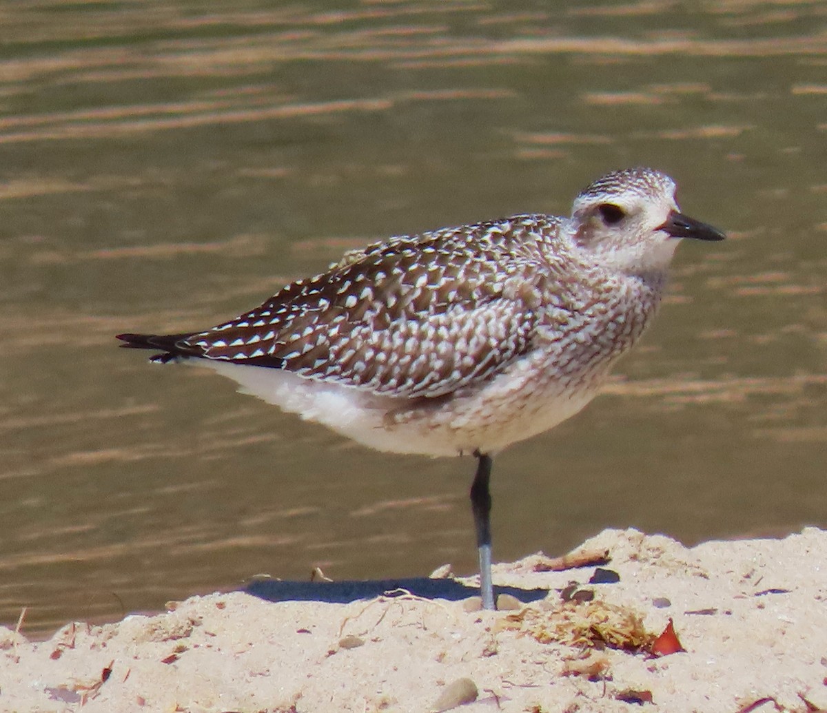 Black-bellied Plover - ML620615640